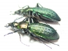 Carabus (Megodontus) kolbei kolbei, pair  Japan - INSECTS-STORE.RU