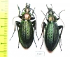 Carabus (Megodontus) kolbei kolbei, pair  Japan - INSECTS-STORE.RU