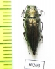Gyascutus dianae  USA - INSECTS-STORE.RU
