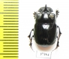 Copris sp.  South Africa Rep. - INSECTS-STORE.RU