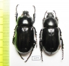 Hatamus tarsalis, pair  Indonesia, Papua - INSECTS-STORE.RU