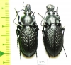 Carabus (Procrustes) chevrolati ilgazdaghensis, pair  Turkey - INSECTS-STORE.RU