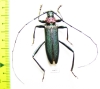 Aromia moschata ambrosiaca, male  Azerbaijan - INSECTS-STORE.RU
