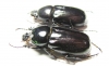 Hatamus tarsalis, pair  Indonesia, Papua - INSECTS-STORE.RU