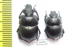 Lethrus legezini, pair  Tajikistan - INSECTS-STORE.RU