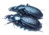 Carabus (Procrustes) chevrolati ilgazdaghensis, pair  Turkey - INSECTS-STORE.RU