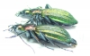 Carabus (Megodontus) kolbei kosugei, pair  Japan - INSECTS-STORE.RU