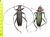 Aromia moschata ambrosiaca, pair  Azerbaijan - INSECTS-STORE.RU