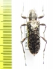 Gigantopigeus mirabilis  Malaysia - INSECTS-STORE.RU
