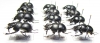 Lethrus karatavicus, tschatkalensis, michailovi, kiritschenkoi, scoparius - INSECTS-STORE.RU