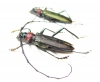 Aromia moschata ambrosiaca, pair  Azerbaijan - INSECTS-STORE.RU