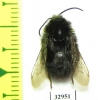 Bombus sp.  Russia, Tver reg. - INSECTS-STORE.RU