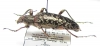 Gigantopigeus mirabilis  Malaysia - INSECTS-STORE.RU
