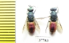 Chrysididae sp.  Russia, Moscow reg. - INSECTS-STORE.RU