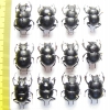 Lethrus karatavicus, tschatkalensis, michailovi, kiritschenkoi, scoparius - INSECTS-STORE.RU