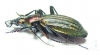 Carabus (Megodontus) kolbei kosugei  Japan - INSECTS-STORE.RU