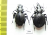 Callisthenes karelini karelini, pair  Kazakhstan - INSECTS-STORE.RU