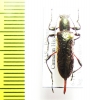 Gigantopigeus sp.  Malaysia - INSECTS-STORE.RU