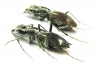 Dromica ? mauchi, pair  Zambia - INSECTS-STORE.RU