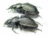 Callisthenes karelini karelini, pair  Kazakhstan - INSECTS-STORE.RU