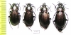 Carabus (Eucarabus) billbergi, pair  Russia, Far East - INSECTS-STORE.RU