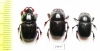 Copris susannae, pair  Ecuador - INSECTS-STORE.RU