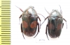 Cetoniinae sp.  Zambia - INSECTS-STORE.RU