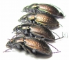Carabus (Eucarabus) billbergi, pair  Russia, Far East - INSECTS-STORE.RU