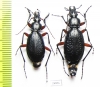 Carabus (Tribax) kasbekianus kasbekianus, pair  Russia, N.Ossetia reg. - INSECTS-STORE.RU
