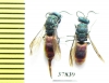 Chrysididae sp.  Russia, Tver reg. - INSECTS-STORE.RU