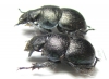 Lethrus mikitovae, pair  Tajikistan - INSECTS-STORE.RU