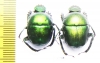 Garreta wahlbergi, pair  South Africa Rep. - INSECTS-STORE.RU