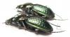 Carabus (Eucarabus) billbergi  Russia, Far East - INSECTS-STORE.RU