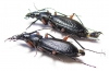 Carabus (Tribax) kasbekianus kasbekianus, pair  Russia, N.Ossetia reg. - INSECTS-STORE.RU