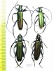 Aromia moschata moscata, pair  Russia, Tver reg. - INSECTS-STORE.RU