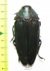 Colobogaster resplendens  Peru - INSECTS-STORE.RU