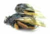 Bombus sp.  China, Yunnan prov. - INSECTS-STORE.RU