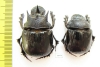Heliocopris minos, pair  Zambia - INSECTS-STORE.RU