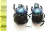 Diastellopalpus thomsoni, pair  Tanzania - INSECTS-STORE.RU