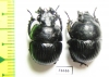 Lethrus carinatus, pair  Tajikistan - INSECTS-STORE.RU