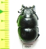 Lethrus sulcipennis, male  Kirgizstan - INSECTS-STORE.RU