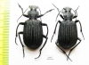 Calosoma sp., pair  Mozambique - INSECTS-STORE.RU