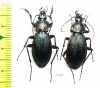 Carabus (Morphocarabus) hummeli tristiculus, pair  Russia, Far East - INSECTS-STORE.RU
