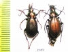 Carabus (Microplectes) riedeli, pair  Russia, N.Ossetia reg. - INSECTS-STORE.RU