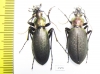 Carabus (Coptolabrus) jankowskii fusanus, pair  S.Korea - INSECTS-STORE.RU