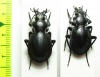 Callisthenes elegans valentine, pair  Kazakhstan - INSECTS-STORE.RU