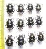 Lethrus obtritus, coptotis, ?auriculatus, rosmarus, kozhantchikovi, kryzhanovskii - INSECTS-STORE.RU