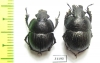 Lethrus mikitovae, pair  Tajikistan - INSECTS-STORE.RU
