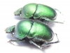 Garreta wahlbergi, pair  South Africa Rep. - INSECTS-STORE.RU