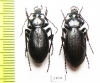 Carabus (Morphocarabus) spasskianus schestopalovi, pair  Kazakhstan - INSECTS-STORE.RU